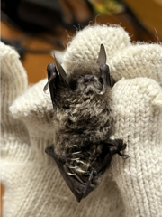 Myotis laniger