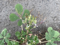 Cleome gynandra