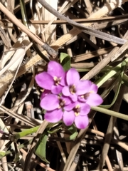 Iberis umbellata
