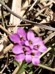 Iberis umbellata