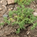 Sagebrush Pygmyleaf - Photo (c) Jim Morefield, some rights reserved (CC BY), uploaded by Jim Morefield