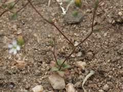 Nemacladus sigmoideus