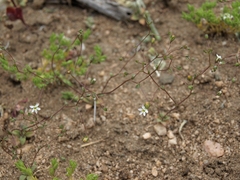 Nemacladus sigmoideus