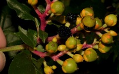 Pleuropetalum darwinii
