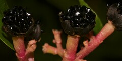 Pleuropetalum darwinii