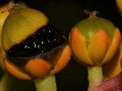 Pleuropetalum darwinii