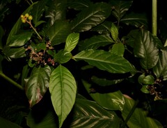 Pleuropetalum darwinii