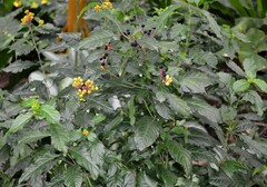 Pleuropetalum darwinii