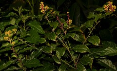 Pleuropetalum darwinii