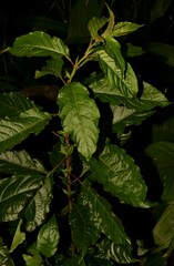 Pleuropetalum darwinii