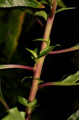 Pleuropetalum darwinii