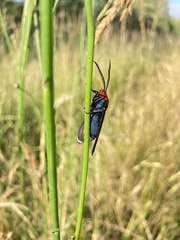 Ctenucha rubroscapus