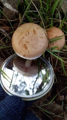 Agaricales