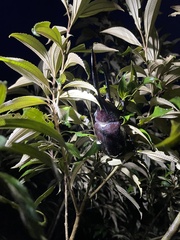 Dynastes septentrionalis