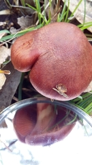 Agaricales