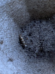 Argyresthia trifasciata