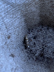 Argyresthia trifasciata