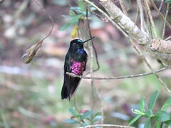 Coeligena helianthea