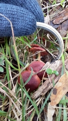Cortinarius