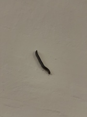 Pachyiulus oenologus