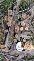 Agaricales