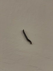 Pachyiulus oenologus