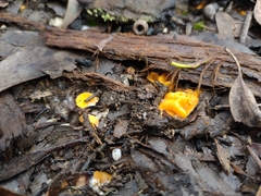 Phaeohelotium baileyanum