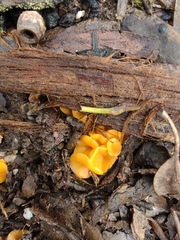 Phaeohelotium baileyanum