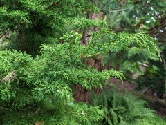 Juniperus chinensis sargentii
