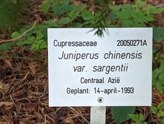 Juniperus chinensis sargentii