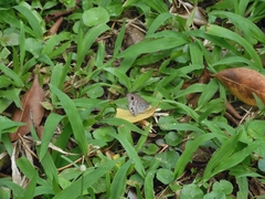 Ypthima horsfieldii humei