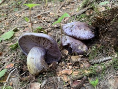 Cortinarius subolivascens