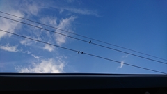Hirundo rustica