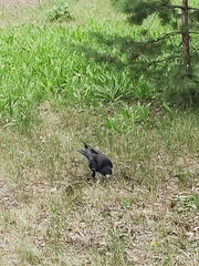 Corvus frugilegus