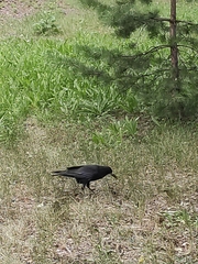 Corvus frugilegus