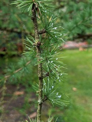 Larix griffithii