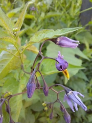 Solanum dulcamara