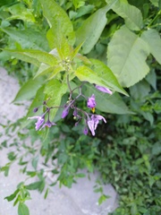 Solanum dulcamara