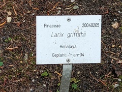Larix griffithii