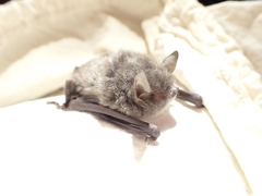 Myotis laniger