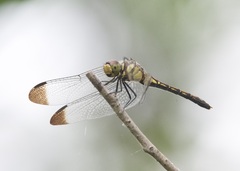 Sympetrum infuscatum