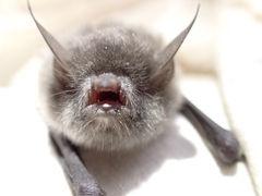 Myotis laniger