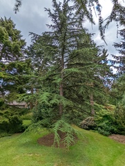 Cedrus brevifolia