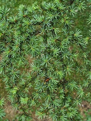 Cedrus brevifolia
