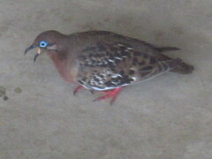 Zenaida galapagoensis galapagoensis