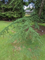 Cedrus brevifolia