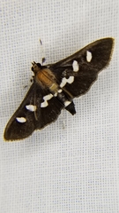 Desmia subdivisalis