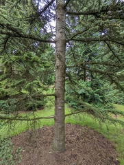 Cedrus brevifolia
