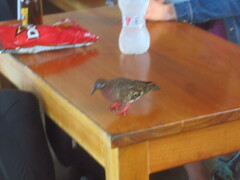 Zenaida galapagoensis galapagoensis