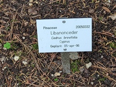 Cedrus brevifolia